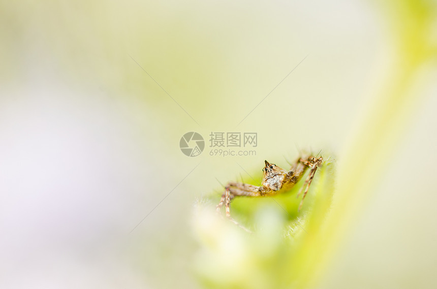 蜘蛛在性质上漏洞昆虫白色宏观猎人绿色热带森林图片