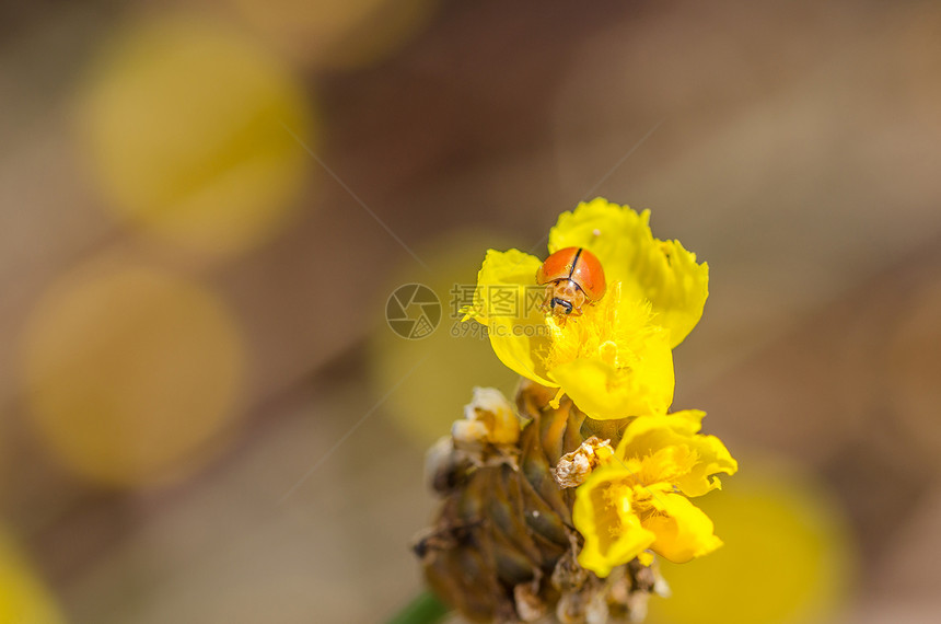 黄花草上的小小虫子宏观野生动物橙子漏洞瓢虫植物群昆虫植物图片