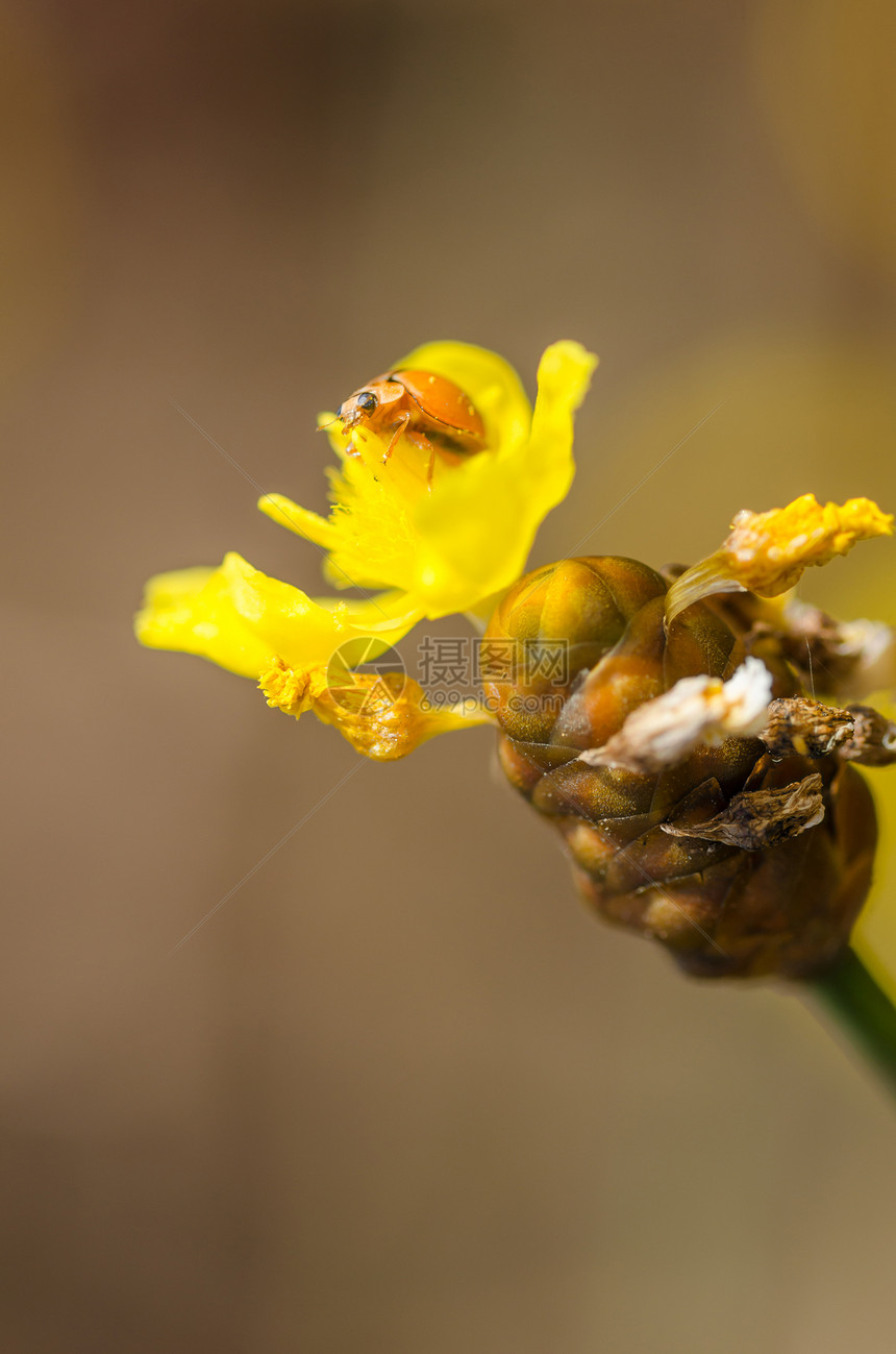 黄花草上的小小虫子瓢虫橙子漏洞宏观植物群昆虫野生动物植物图片