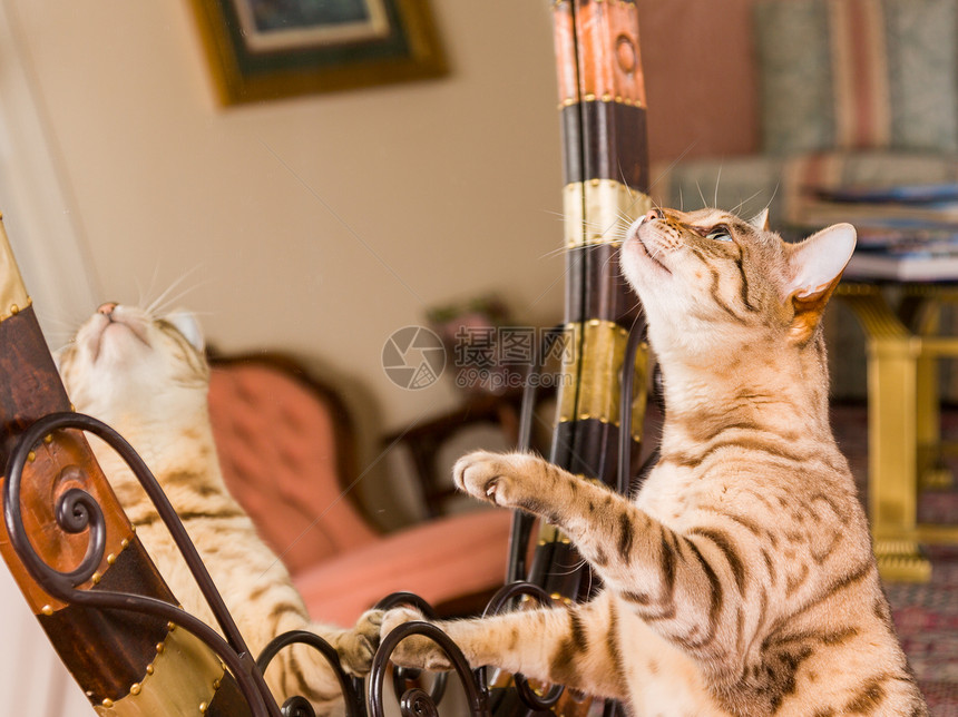 橙色棕褐青猫在镜子中反射虎斑幸福宠物猫科橙子喜悦哺乳动物金子小猫条纹图片