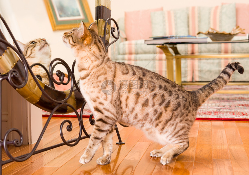 橙色棕褐青猫在镜子中反射哺乳动物条纹宠物玻璃猫咪橙子小猫金子喜悦虎斑图片