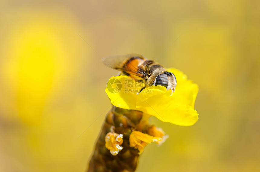 性质中的鲜花文件苍蝇翅膀昆虫野生动物宏观水果花蝇黄色图片