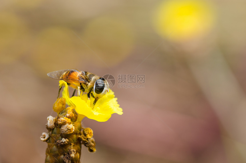 性质中的鲜花文件野生动物黄色水果昆虫花蝇翅膀宏观苍蝇图片