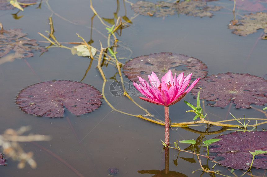 池塘中的粉红莲花花花植物水池粉色公园植物群荷花花园图片
