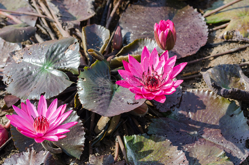 池塘中的粉红莲花花花植物群水池公园花园粉色植物荷花图片