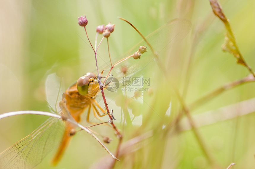 自然界中的飞龙宏宏观绿色季节昆虫眼睛生活翅膀蜻蜓图片