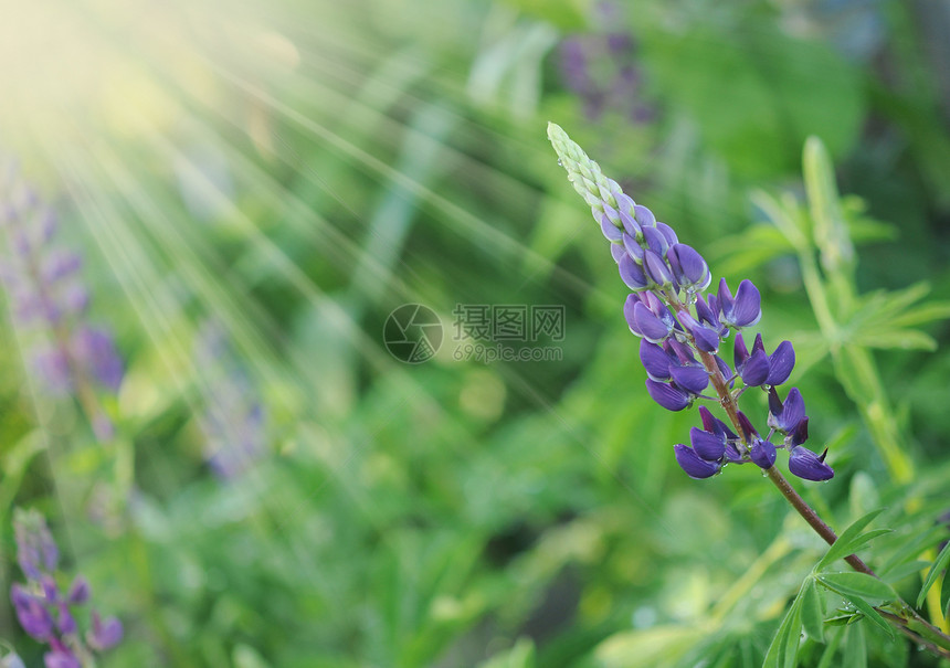 紫色野狼在清晨春天早晨晴天蓝色帽子处女植物植物群过敏野花植物学背景图片