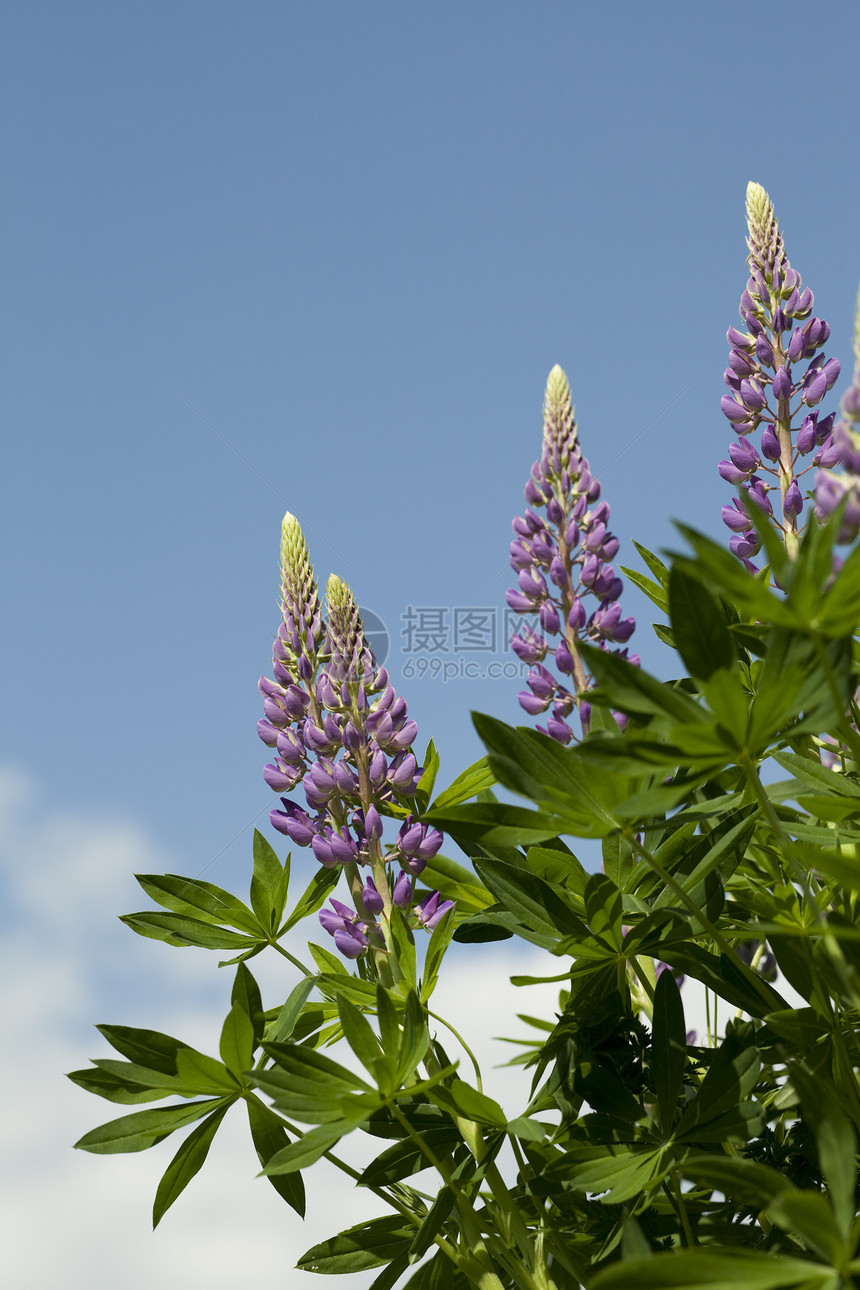 润滑蓝色花瓣植物背景绿色花序天空紫色性质叶子图片