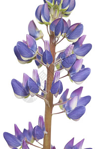 润滑植物花序花瓣植物群宏观紫色背景图片