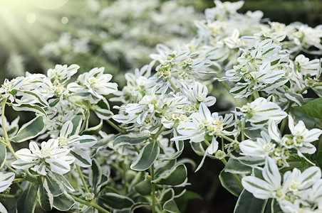 白花装饰品 富贵新娘花园叶子环境白色花坛绿色植物公园灌木背景图片