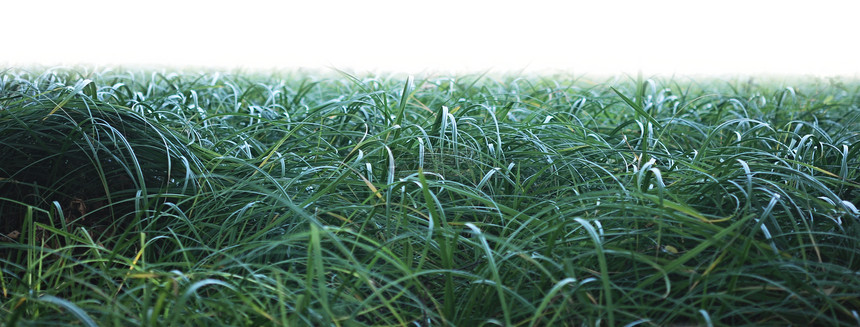 在白色背景中隔离的春青新绿草草地墙纸草本植物牧场土地环境叶子草皮园艺场地图片