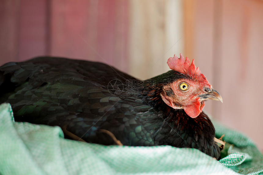 鸡眼眼睛鸢尾花视网膜羽毛范围家禽母鸡免费动物农场图片