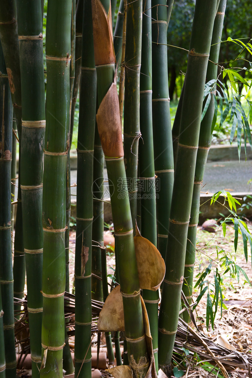 竹林 可用作背景材料风水园艺环境文化热带植物群叶子森林花园和解图片