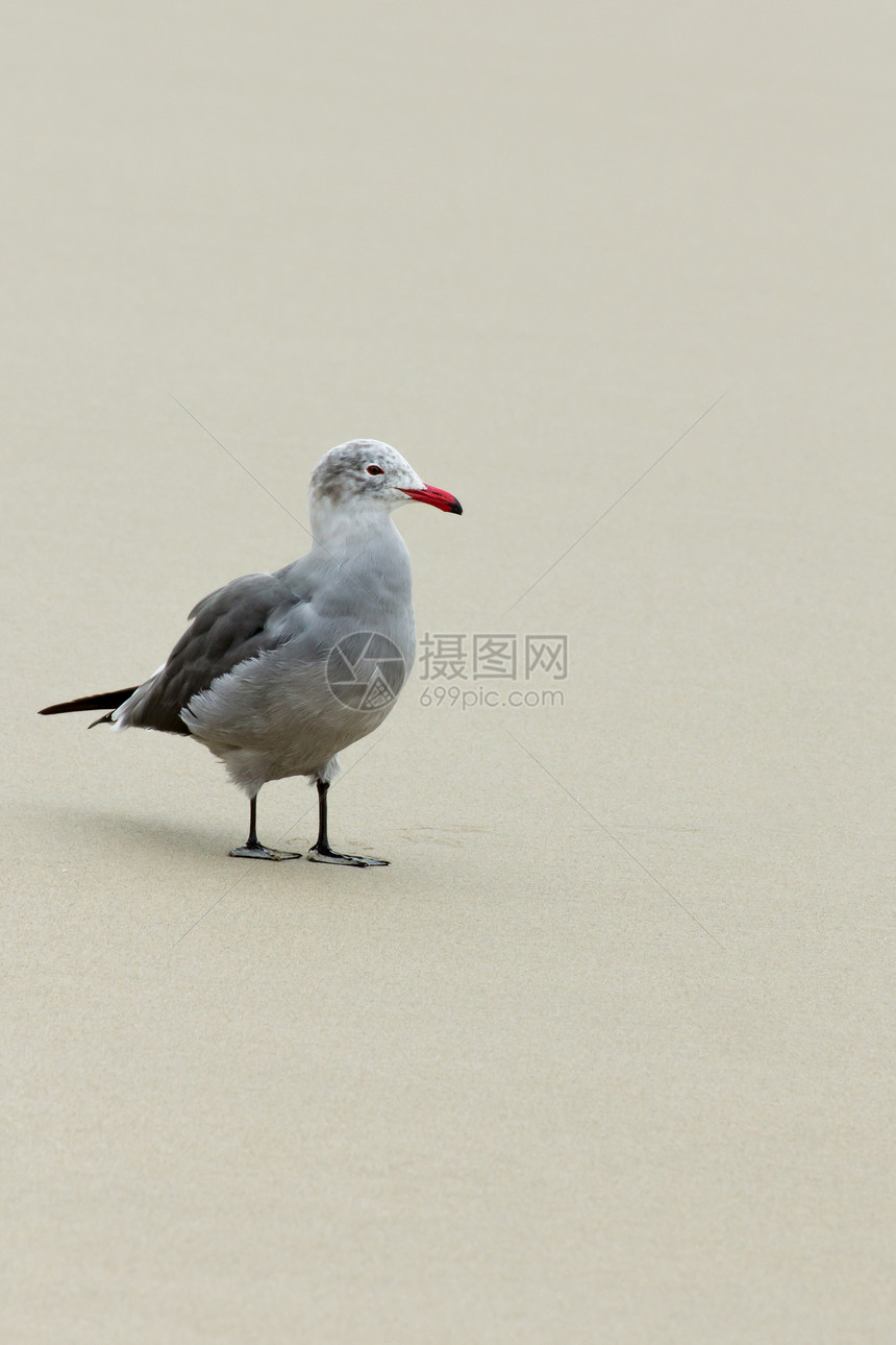 赫尔曼的口袋图片