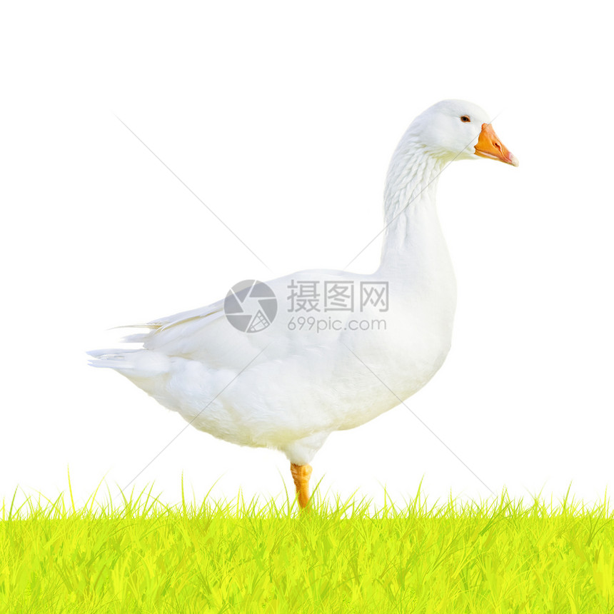 鹅在绿草上 孤立在白色的白青草上图片
