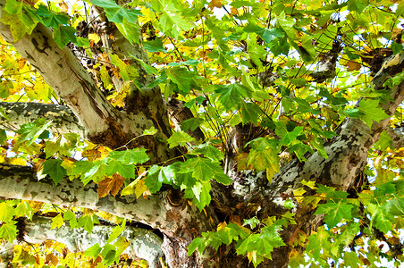 法国梧桐秋天的木板树背景