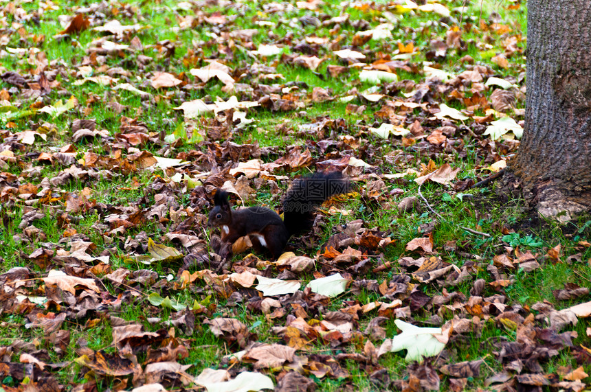 松鼠掉落公园头发荒野栗鼠木头哺乳动物树叶生物花园毛皮图片