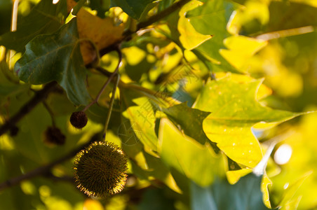 赛卡莫水果和叶子枫树绿色天空阳光生长广场梧桐树梧桐花园植物学背景图片