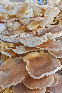 蘑菇农场架子猪苓美食荒野饮食菌类蔬菜生长美味地衣背景