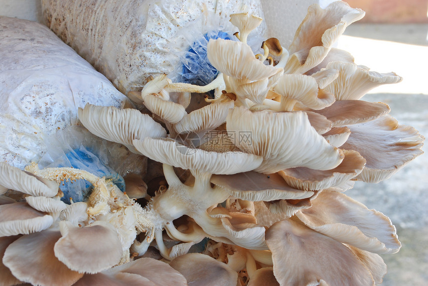 蘑菇农场灵芝地衣苔藓美食饮食食物美味菌类生长架子图片