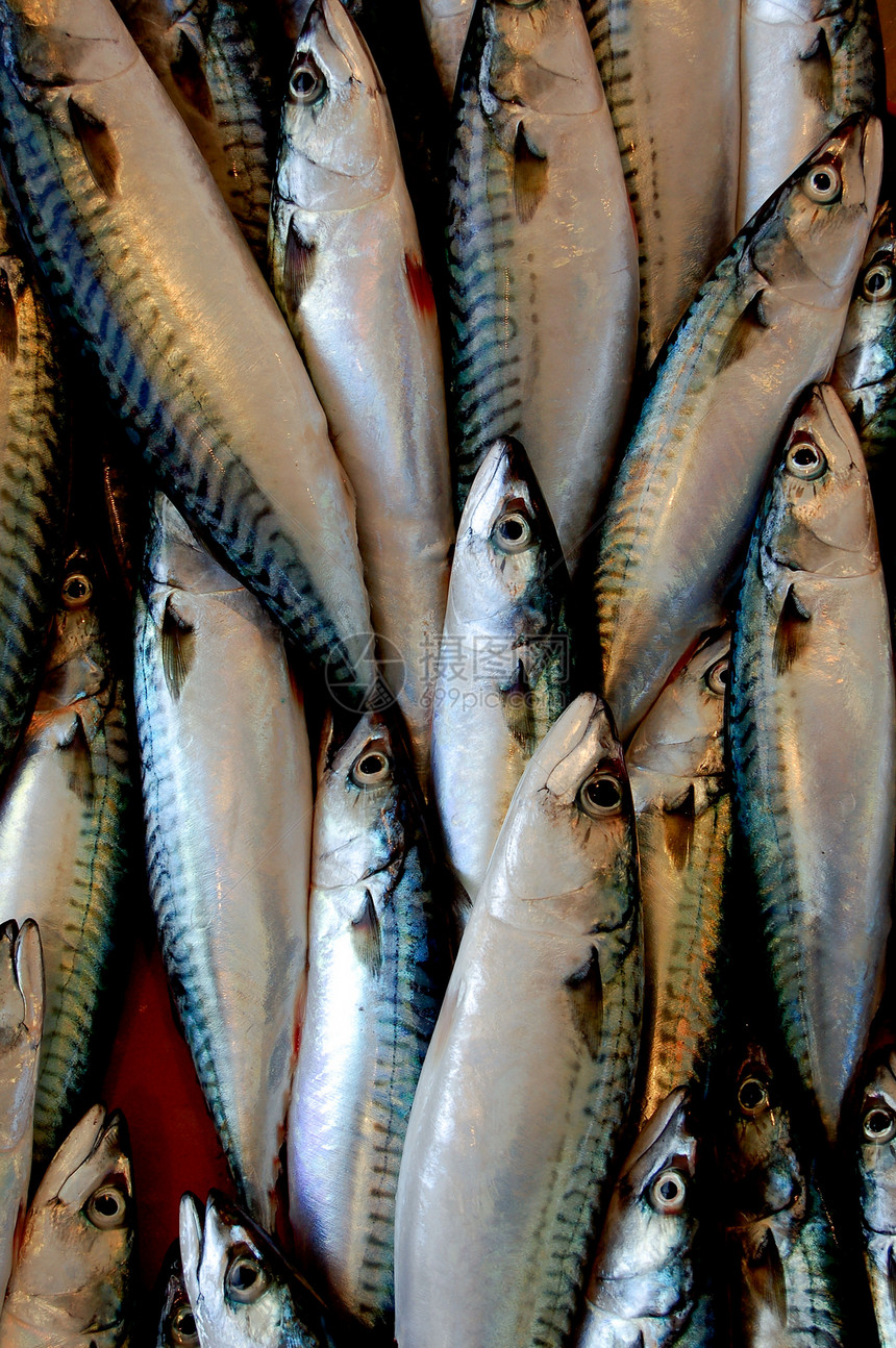 市场上的新鲜鱼动物淡水渔业海鲜鲶鱼钓鱼水族馆图片