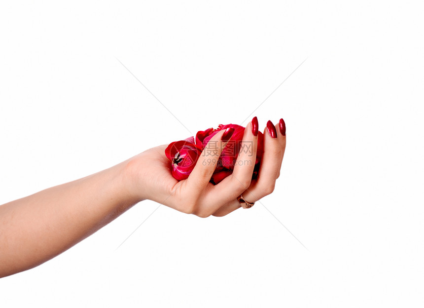美丽的手 完美的法国修指甲 花瓣图片