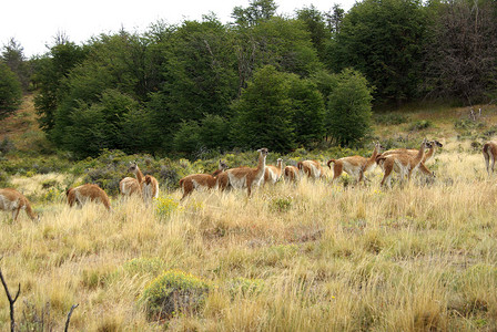 南美大草原智利的Guanacos森林空地野生动物休息动物群骆驼动物荒野大草原哺乳动物背景