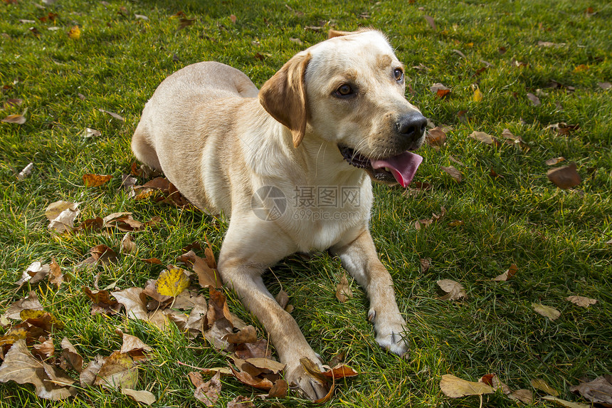 年轻拉布拉多人在秋天公园犬类金发衣领猎犬小狗鼻子伴侣舌头公园森林图片