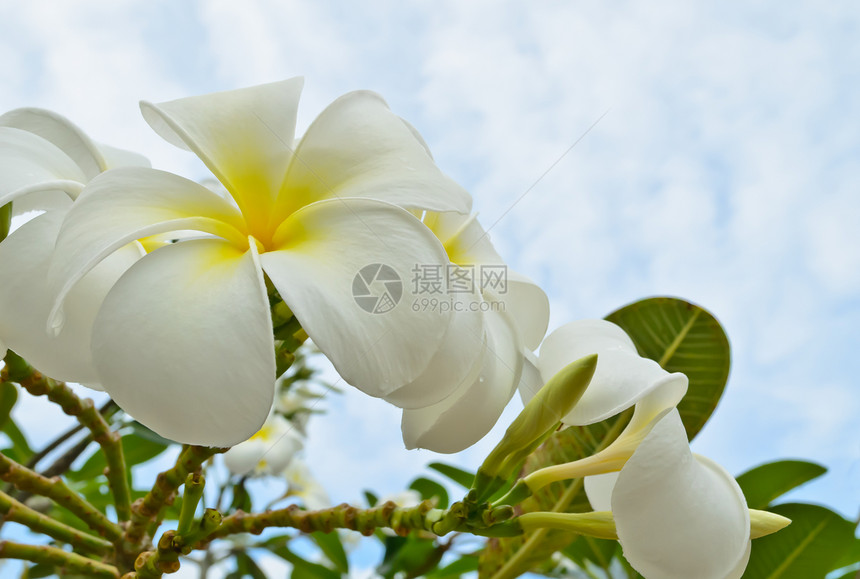 花朵与天空对立图片