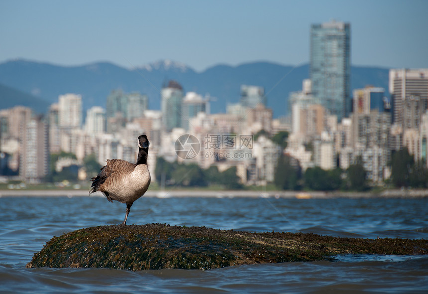 加拿大鹅在温哥华天线前的展望图片