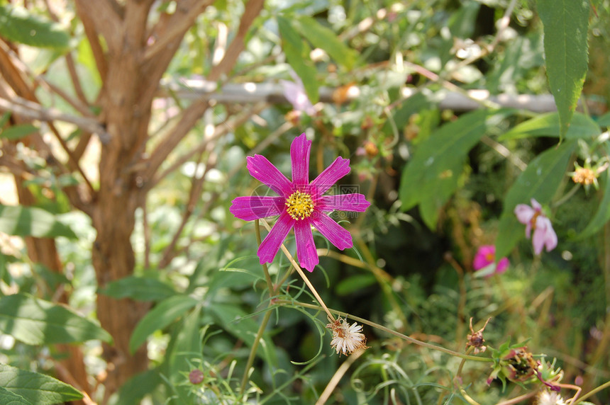 花朵草原植物草地图片