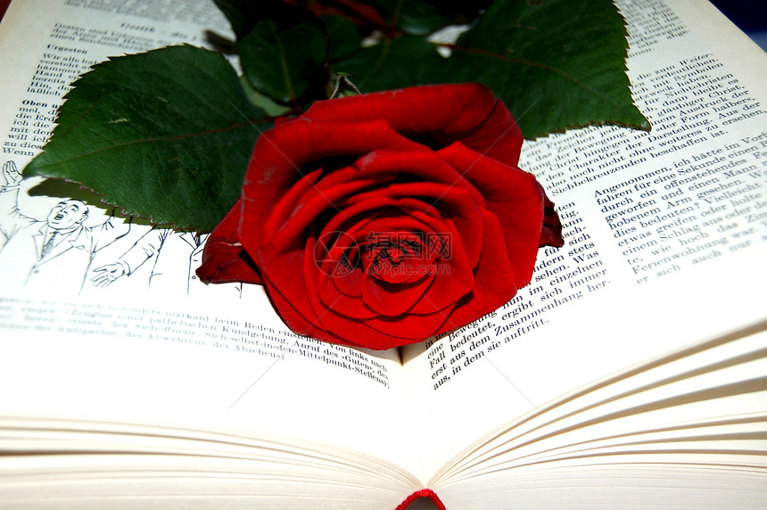 玫瑰和书作者打印页数小说情人纸质阅读图片