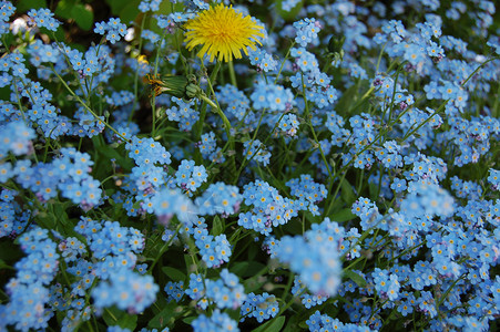 很多花朵植物学蓝色植物群动物群黄色植物背景图片