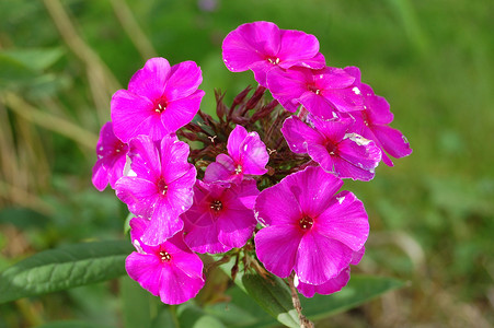 粉红花花植物装饰植物群植物学风格粉色动物群背景图片