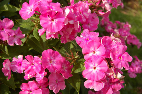 粉红花花风格装饰粉色植物背景图片