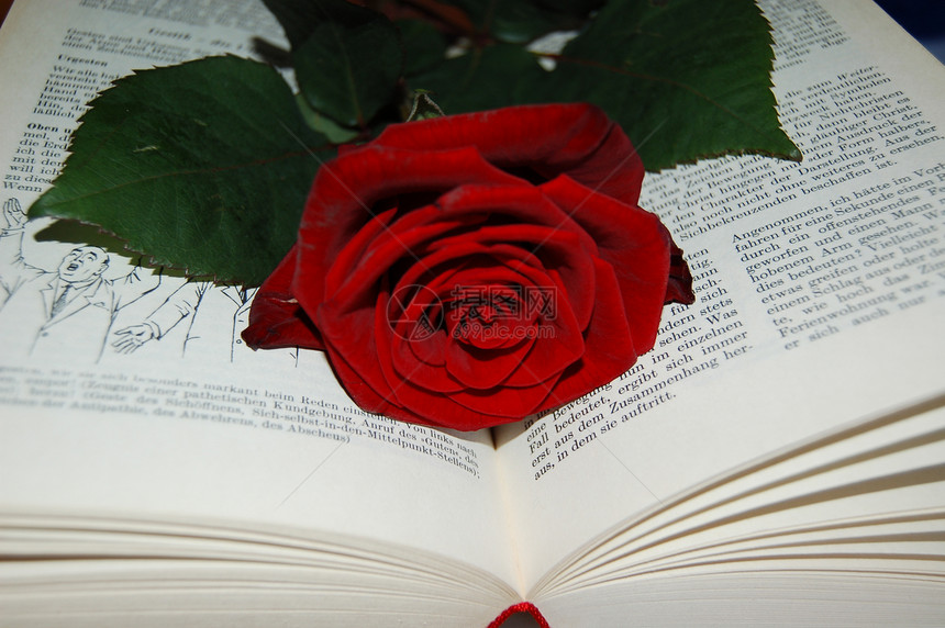 玫瑰和书情人小说作者阅读图书纸质图片