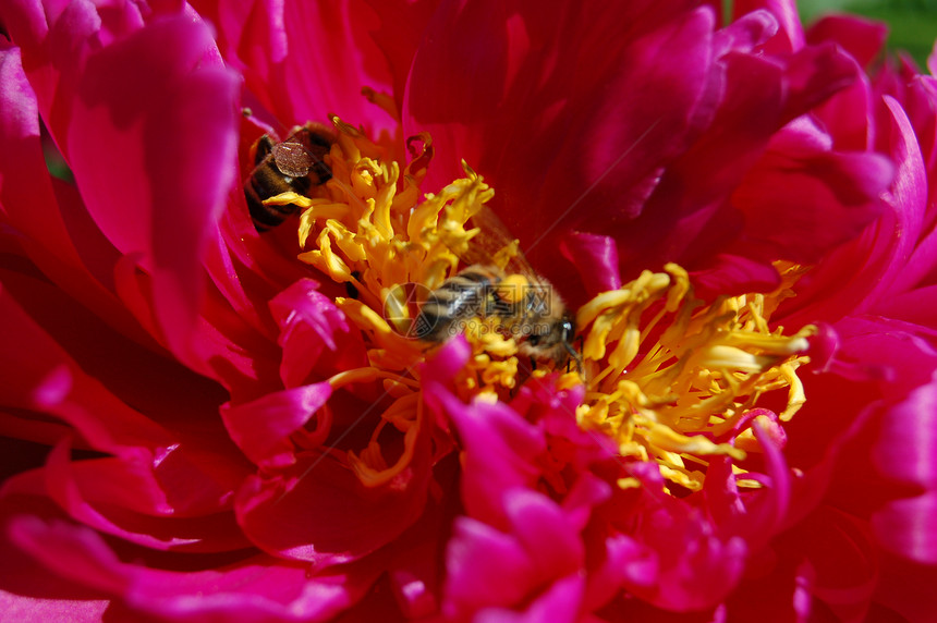 开花夹克粉色植物群昆虫蜜蜂动物群图片