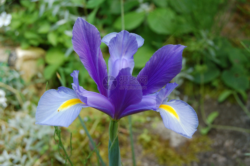 维奥拉植物动物群紫色植物群花朵图片