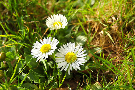 三个三花朵动物群草地草原植物群植物荒野背景图片
