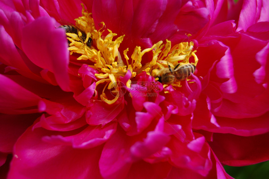 粉红色花朵昆虫夹克植物图片