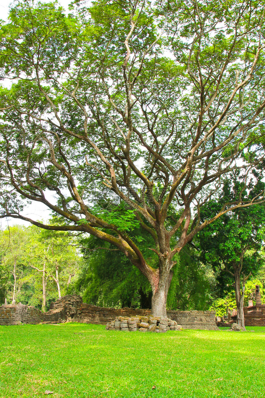 用大树在花园中美化景观森林途径墙纸公园木头叶子绿色植物长椅季节环境图片