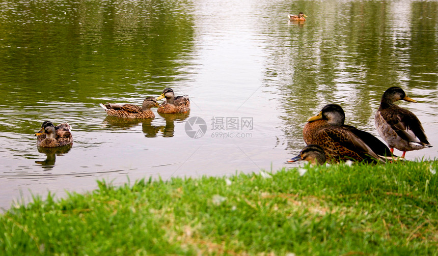 鸭子橡皮婴儿玩具孩子小鸭子羽毛棕色野生动物池塘动物图片