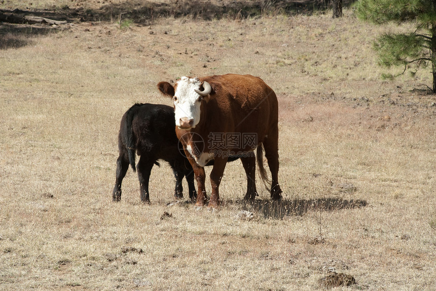 母牛和小牛农场牛肉动物牧场图片