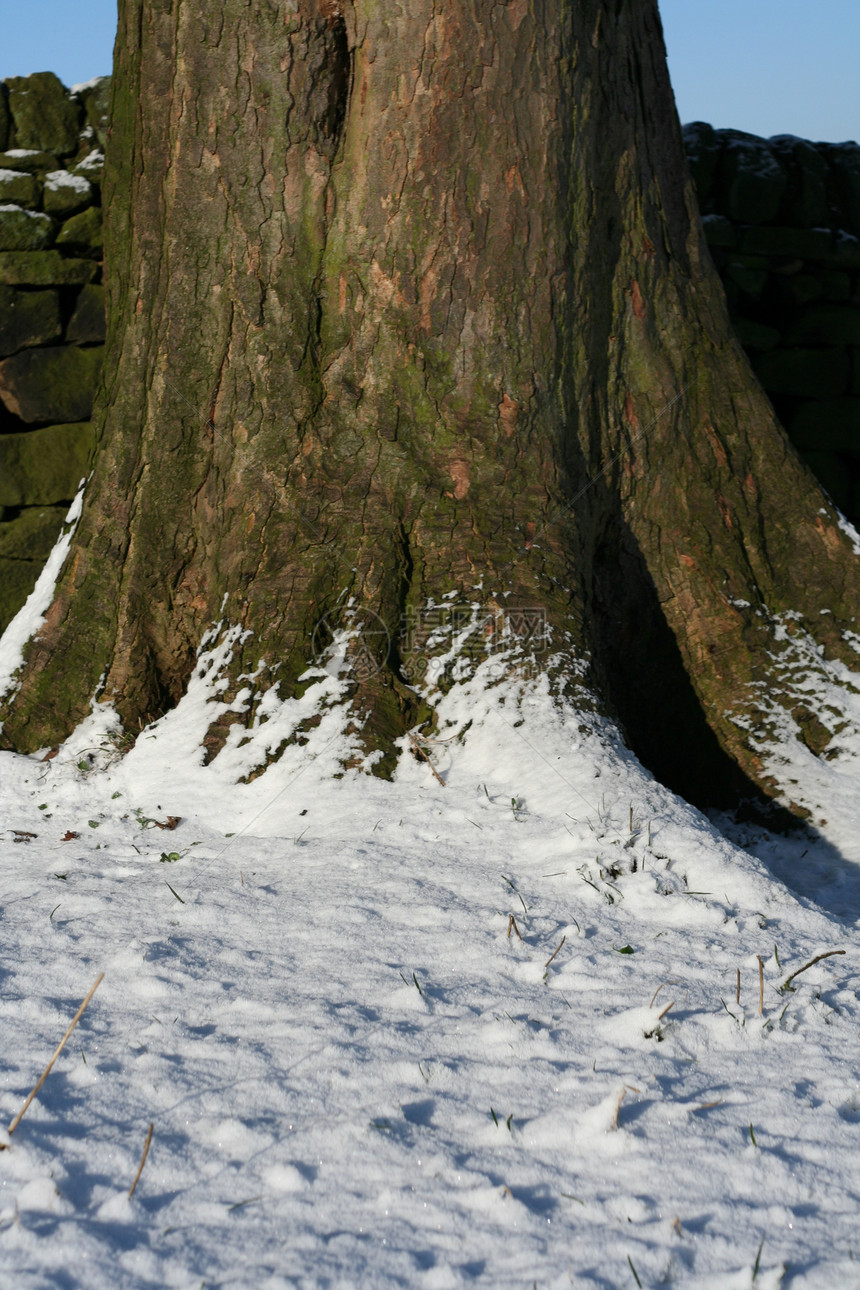 白雪日白色冻结乡村场地树桩图片