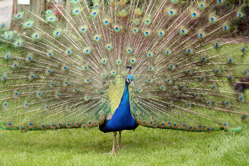 孔雀羽毛男性绿色蓝色支撑翅膀展示图片