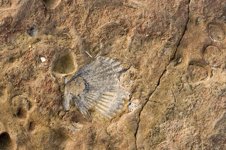 矿化史前无脊椎动物高清图片