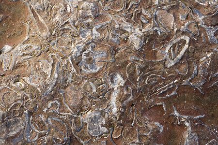 惠特比有嵌入化石的岩石图层古生物学贝壳沉积烙印地层动物生物矿化背景图片