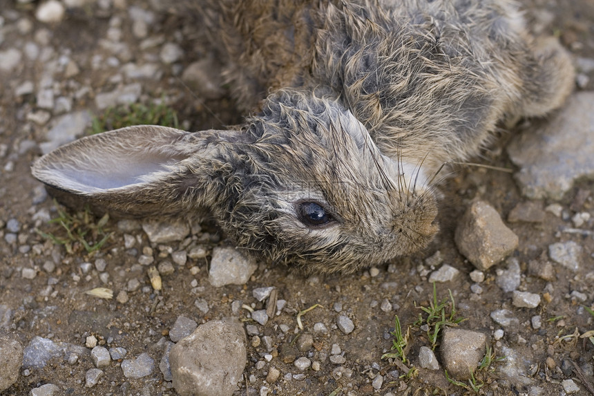 死兔子  欧洲兔子鼻子耳朵胡须哺乳动物兔科棉尾死亡眼睛粘液瘤食物图片