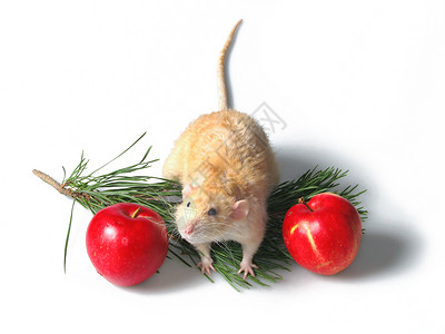 两只老鼠 关于新年树4的树枝高清图片