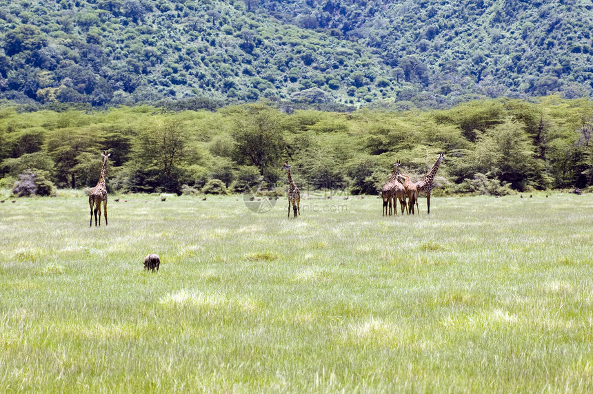 草原上的法拉菲旅游动物公园地标订婚脖子荒野天空国家野生动物图片